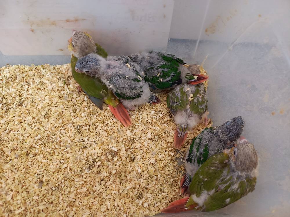 پرنده سرلاکی گرین چیک